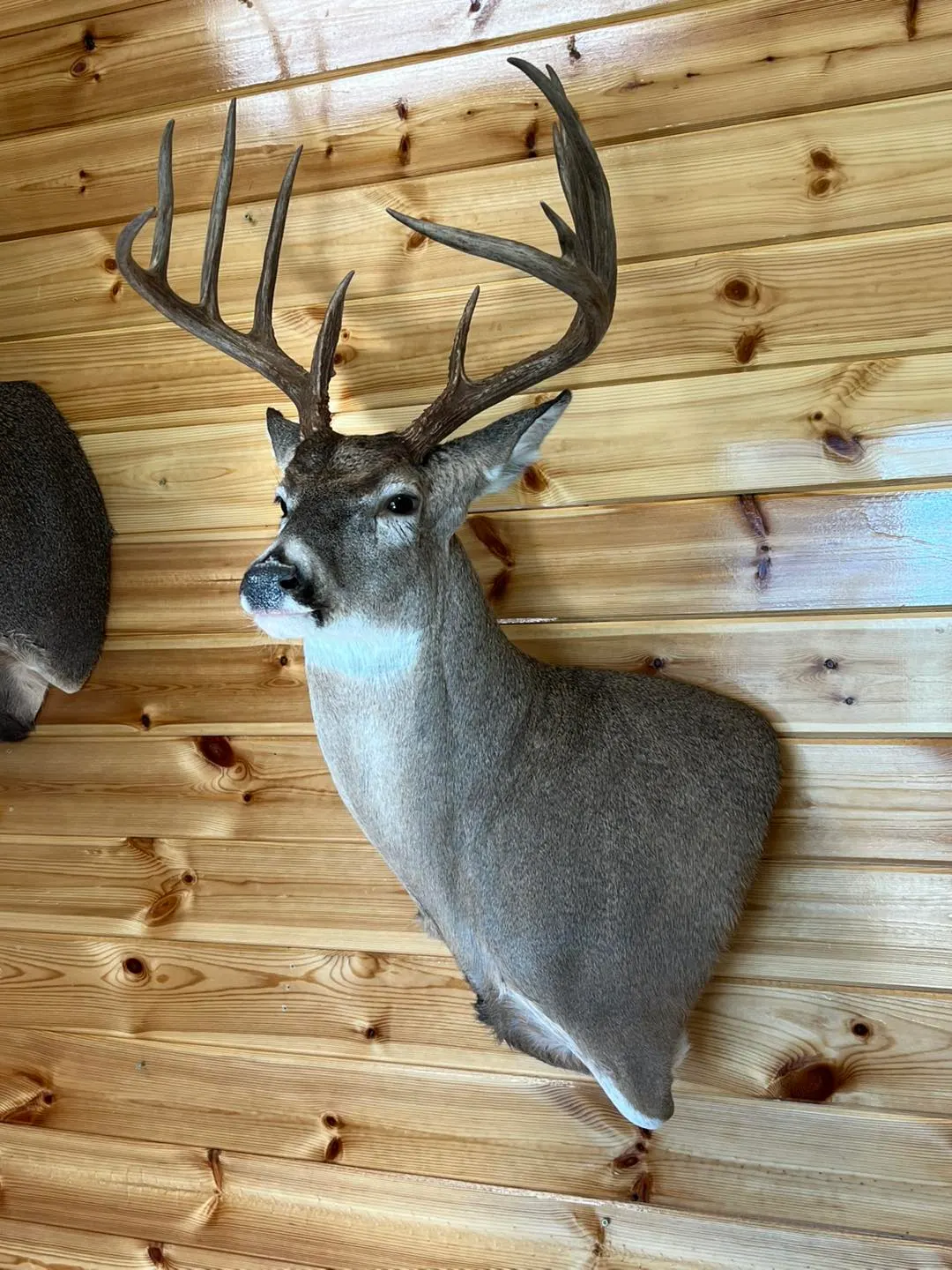 Business profile photo for Oklahoma Taxidermy Studio