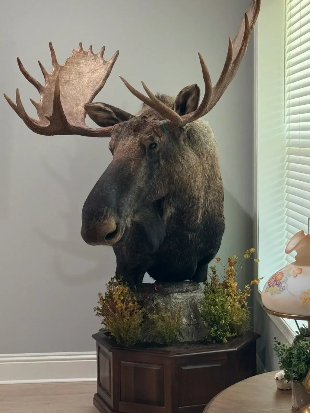 Business profile photo for Mullings Taxidermy