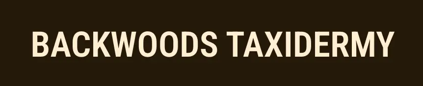 Business logo for Backwoods Taxidermy