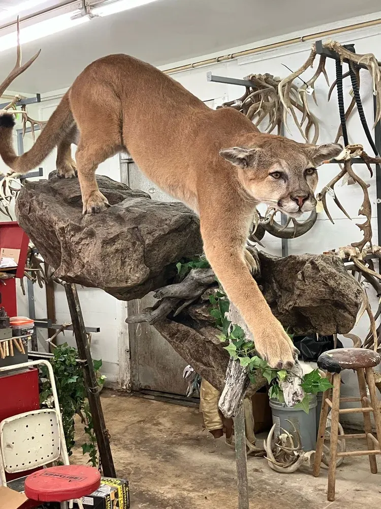 Business profile photo for Backwoods Taxidermy