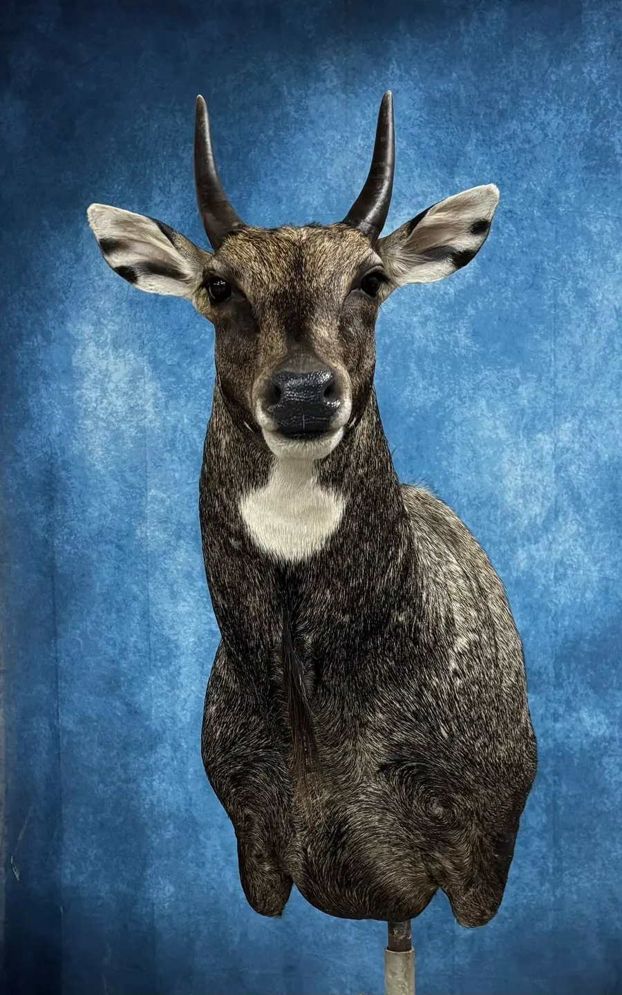 Business profile photo for Bauman's Taxidermy